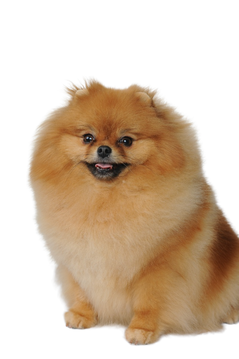 Померанський шпіц